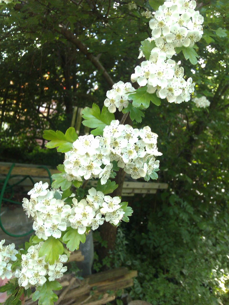 mayblossom