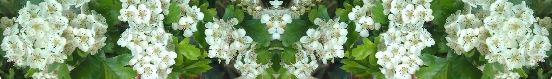 mayblossom